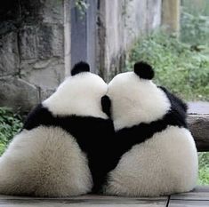 two black and white panda bears sitting next to each other