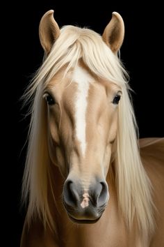 a brown horse with blonde hair standing in front of a black background