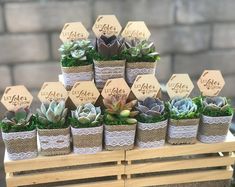 there are many succulents in small pots on the wooden stand with tags