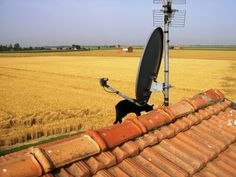 a black dog standing on top of a roof next to a satellite dish in the middle of a wheat field