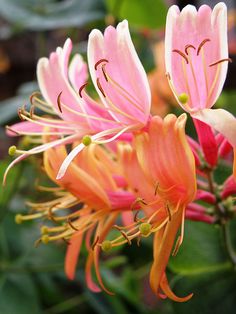 pink and white flowers with green leaves in the background