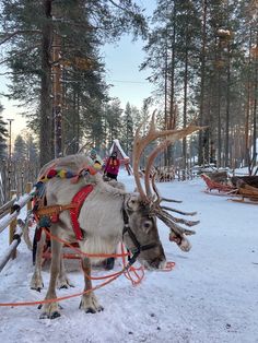 a reindeer pulling a sleigh in the snow with people on it's back