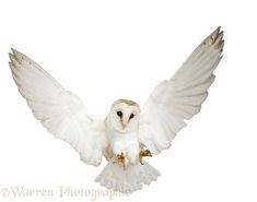 an owl is flying in the air with its wings spread