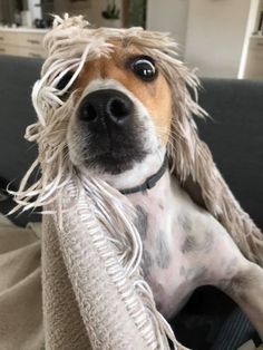 a dog with long hair sitting on top of a couch next to a blanket and looking at the camera