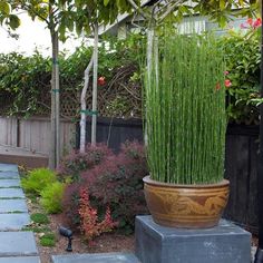 an outdoor garden with various plants and trees