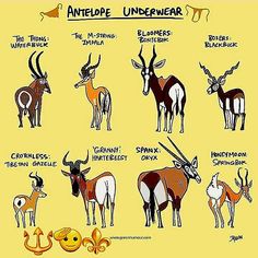 an antelope and other animals are depicted in this cartoon, with the caption'antelope underliners '