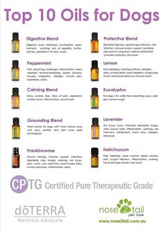 Are Essential Oils Safe, Oils For Dogs, Dog Essentials, Diffuser Recipes, Doterra Oils