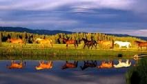 several horses are walking along the grass by the water's edge with trees in the background