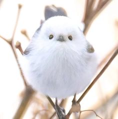 a small white bird sitting on top of a tree branch