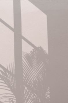 the shadow of a palm tree is cast on a wall with a window behind it