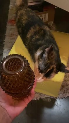 a cat standing on top of a yellow box next to a brown bowl and a person's hand