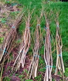 several bundles of twigs sitting on the ground in front of some grass and bushes with blue string