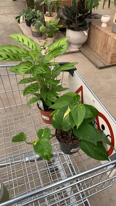 some plants that are sitting on a metal rack