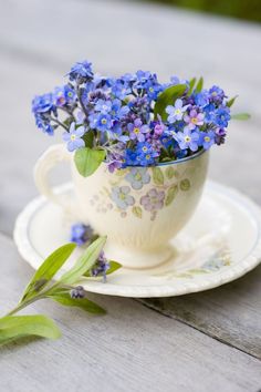 blue flowers are in a white cup on a saucer