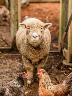 a sheep standing next to two chickens