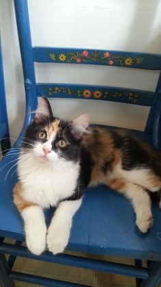 a calico cat sitting on a blue chair looking at the camera with an intense look