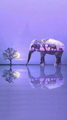 an elephant is standing in the water with its trunk extended and it's reflection on the ground