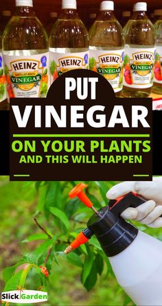 a hand holding a bottle of vinegar on top of a plant with the words put vinegar on your plants and this will happen