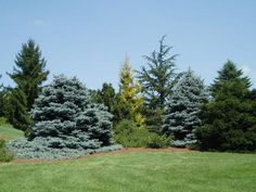 some very pretty blue trees in the grass