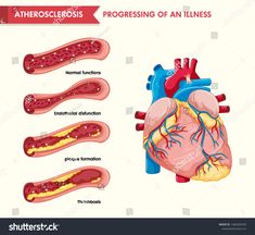 diagram of the human heart and blood vessels with labels on white background stock photo royalty