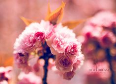 pink flowers are blooming in the sun on a sunny day with blurry background