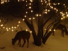 two deer grazing in the snow with lights on trees behind them and one animal eating from the ground