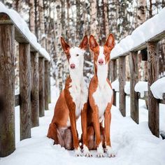 two brown and white dogs sitting in the snow