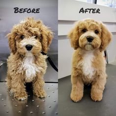 before and after photos of a poodle grooming session at a dog grooming salon