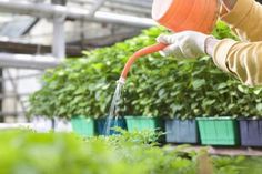 a person watering plants in a greenhouse with an orange watering hose attached to the plant