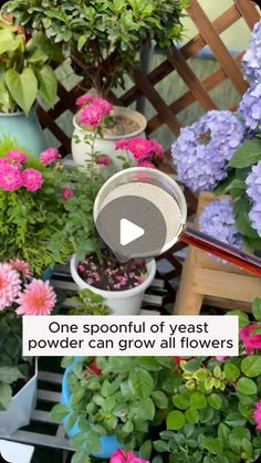 flowers are growing in pots with the words, one spoonful of yeast power can grow all