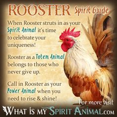 a rooster with the words rooster spirit guide