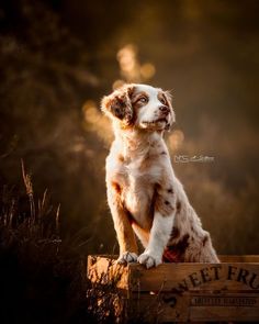 a brown and white dog sitting on top of a wooden crate in the middle of a field