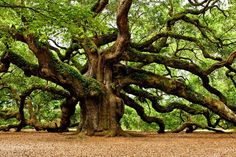 an old tree that is very large and has many branches