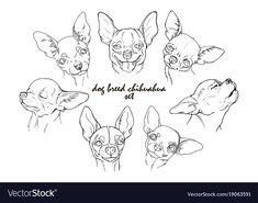 four chihuahuas with different facial expressions in black and white