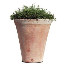 a potted plant with small green plants growing out of it's top end