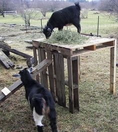 two goats are eating hay off the top of a wooden structure in an open field