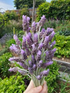 a person holding up some purple flowers in their hand with other plants and bushes behind them