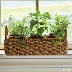 a window sill filled with plants in front of a basket on top of a windowsill