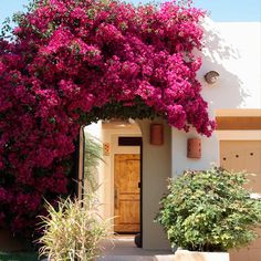 pink flowers are growing on the side of a house