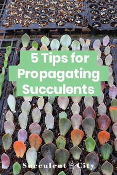 several seed trays with plants growing in them and the words 5 tips for propagating succulents