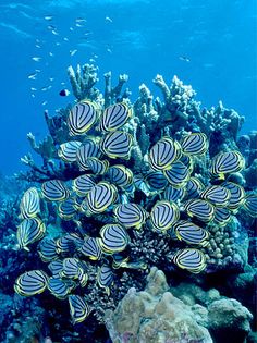 a large group of fish swimming over a coral reef