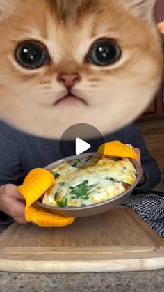 a cat is looking at the camera while holding a plate with food on it