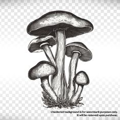 black and white ink drawing of mushrooms on transparent background, hd png downloading