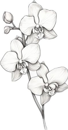 a drawing of some flowers on a white background