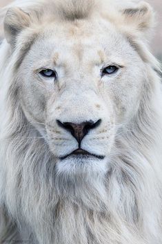 a white lion with blue eyes looking at the camera