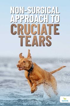 a dog jumping in the water with text that reads non - surgical approach to cruciate tears