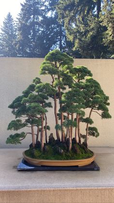 a bonsai tree is displayed on a table in front of a wall and trees