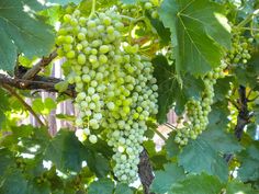 bunches of green grapes hang from the branches of a tree in an outdoor setting