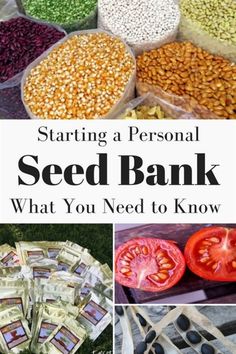 the words starting a personal seed bank what you need to know