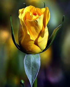 Single Yellow Rose Rose Single Bouquet, Single Yellow Rose, Single Bouquet, Rose Beautiful, Rose Yellow, Yellow Roses, Yellow Rose, Google Chat, Beautiful Flowers